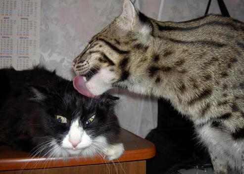 体育新闻中心开展体育赛事内容版权纠纷调解培训，体育赛事知识产权保护