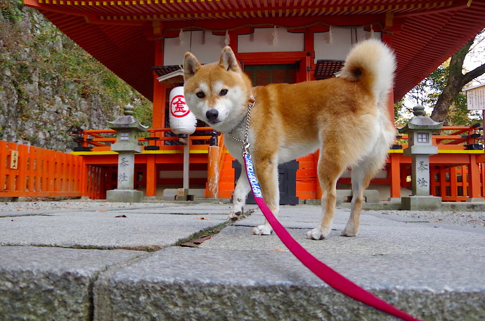 皇家贝蒂斯调整中场结构提升推进质量，皇家贝蒂斯厉害吗