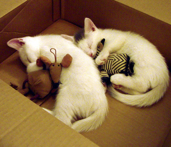 法甲新人崭露头角：未来之星初露锋芒！，未来之星什么时候返场